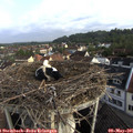 07_35-nest.jpg