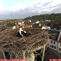 07_40-nest.jpg