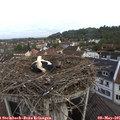 07_50-nest.jpg