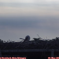 07_55-mast.jpg