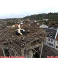 07_55-nest.jpg