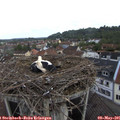 08_00-nest.jpg
