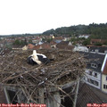 08_05-nest.jpg