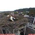 08_10-nest.jpg