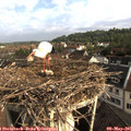 08_15-nest.jpg