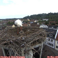 08_20-nest.jpg