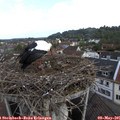 08_25-nest.jpg