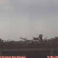 08_30-mast.jpg