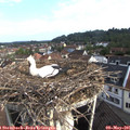 08_30-nest.jpg