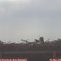08_35-mast.jpg