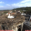 08_35-nest.jpg