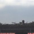 08_50-mast.jpg