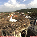 08_50-nest.jpg