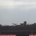 08_55-mast.jpg