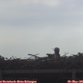 09_00-mast.jpg