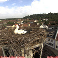09_00-nest.jpg