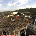 09_15-nest.jpg