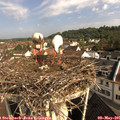 09_20-nest.jpg