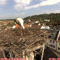 09_25-nest.jpg