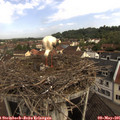 09_30-nest.jpg