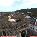 09_35-nest.jpg