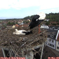09_40-nest.jpg
