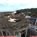 09_45-nest.jpg