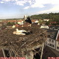 09_50-nest.jpg