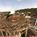 10_10-nest.jpg