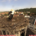 10_15-nest.jpg