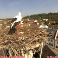 10_20-nest.jpg