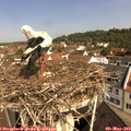 10_25-nest.jpg