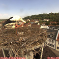 10_30-nest.jpg
