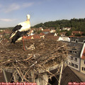 10_35-nest.jpg