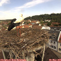 10_40-nest.jpg