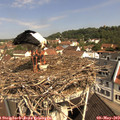 10_45-nest.jpg