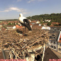10_50-nest.jpg