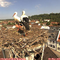 11_00-nest.jpg