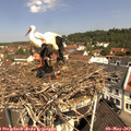 11_05-nest.jpg