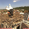 11_10-nest.jpg
