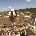 11_15-nest.jpg
