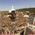 11_20-nest.jpg