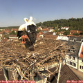 11_25-nest.jpg