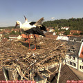 11_30-nest.jpg