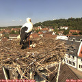11_45-nest.jpg