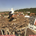 11_50-nest.jpg