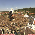 11_55-nest.jpg