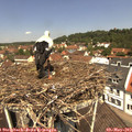 12_00-nest.jpg