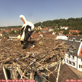 12_05-nest.jpg