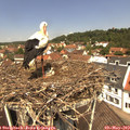 12_10-nest.jpg